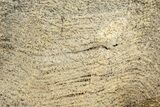 Polished Strelley Pool Stromatolite Slab - Billion Years Old #208101-1